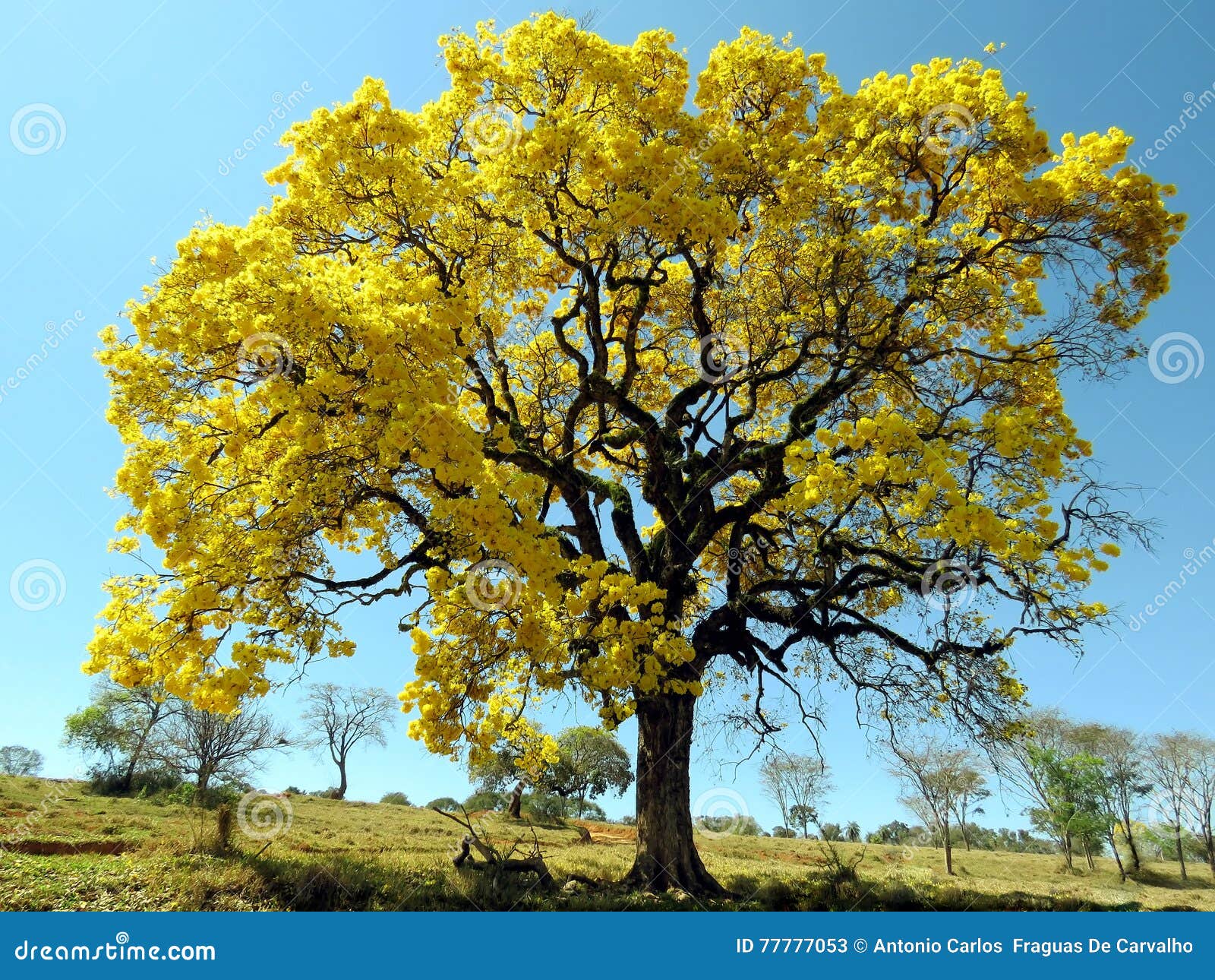 arbre jaune twinmotion
