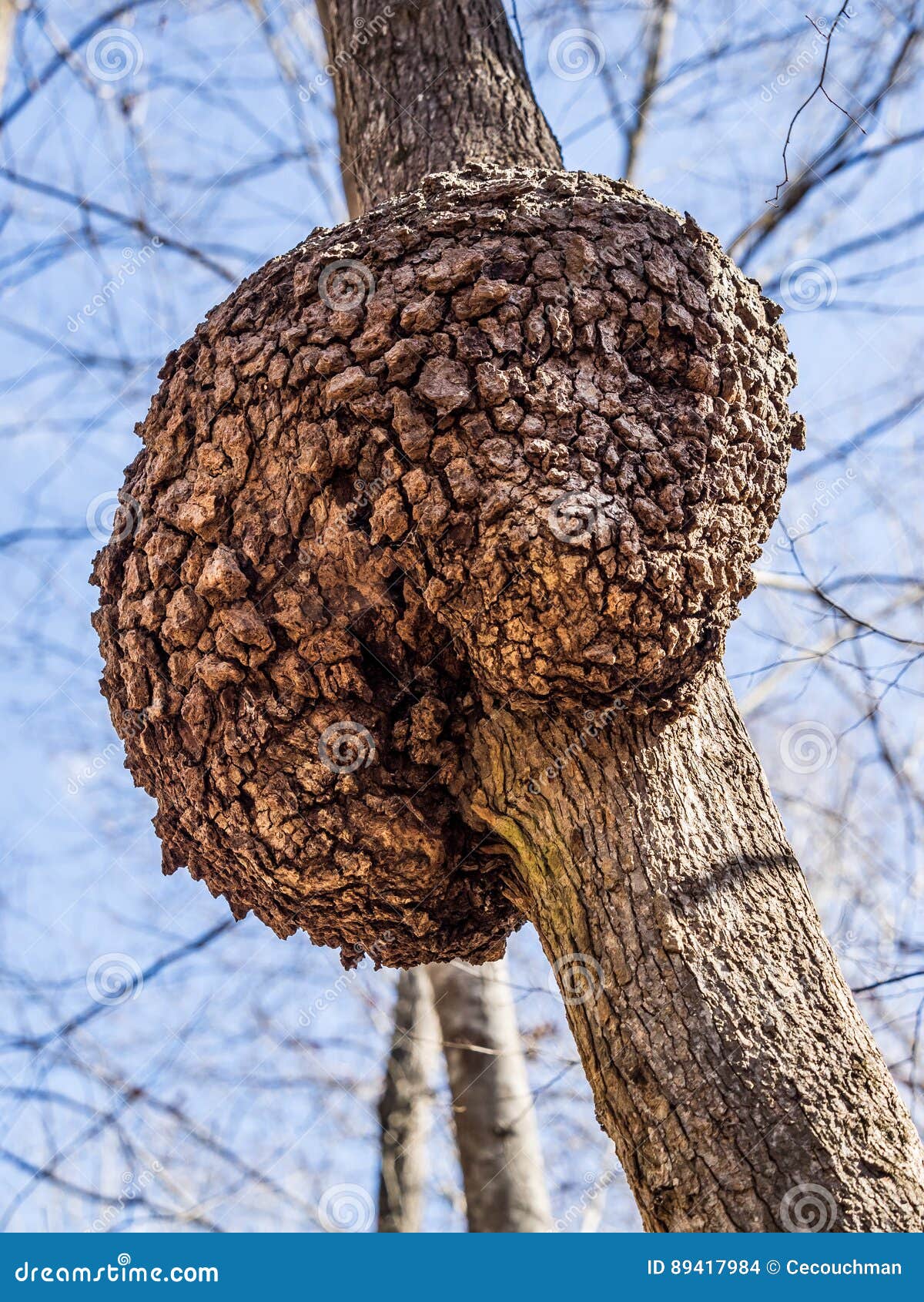 Arbre Malade Photo Stock Image Du Malade Arbre 89417984
