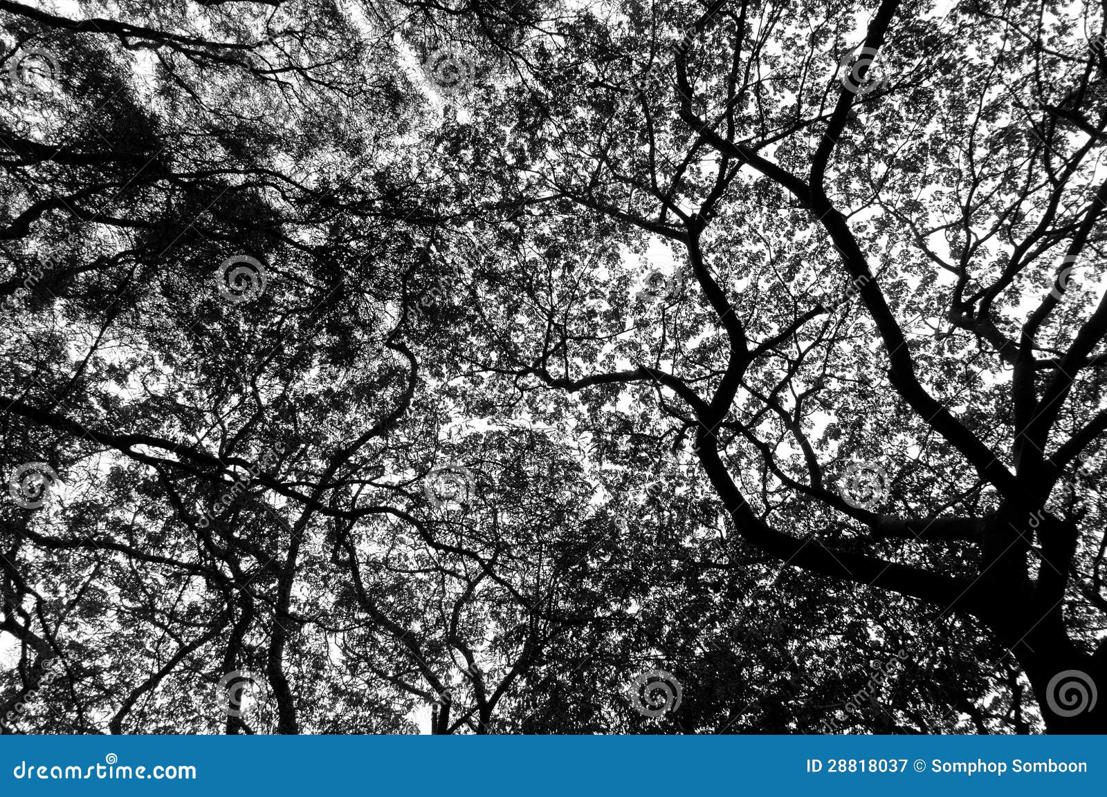 Arbre noir et blanc image stock. Image du saisonnier - 28818037
