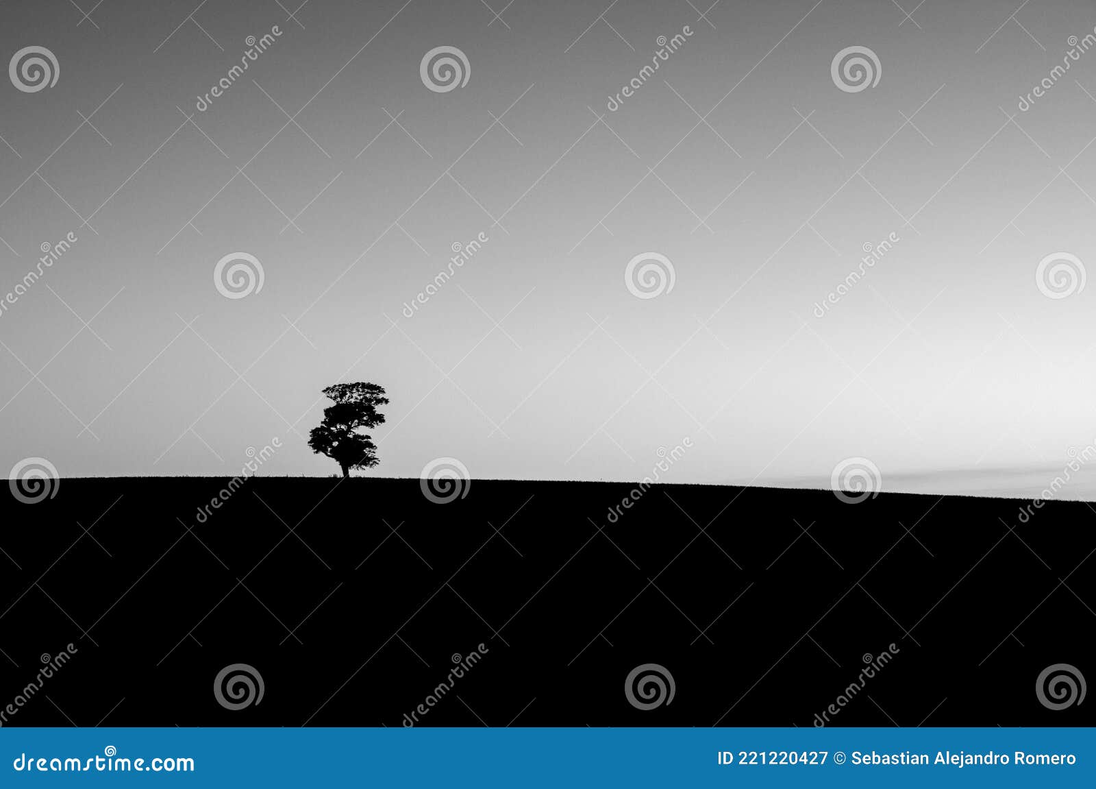 Arbre noir et blanc image stock. Image du présentation - 221220427