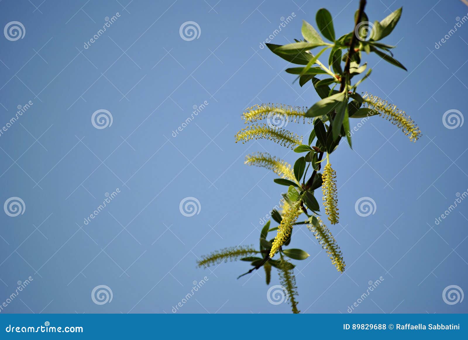 Arbre peu commun avec les fleurs jaunes. Arbre peu commun avec flotter longtemps les fleurs jaunes