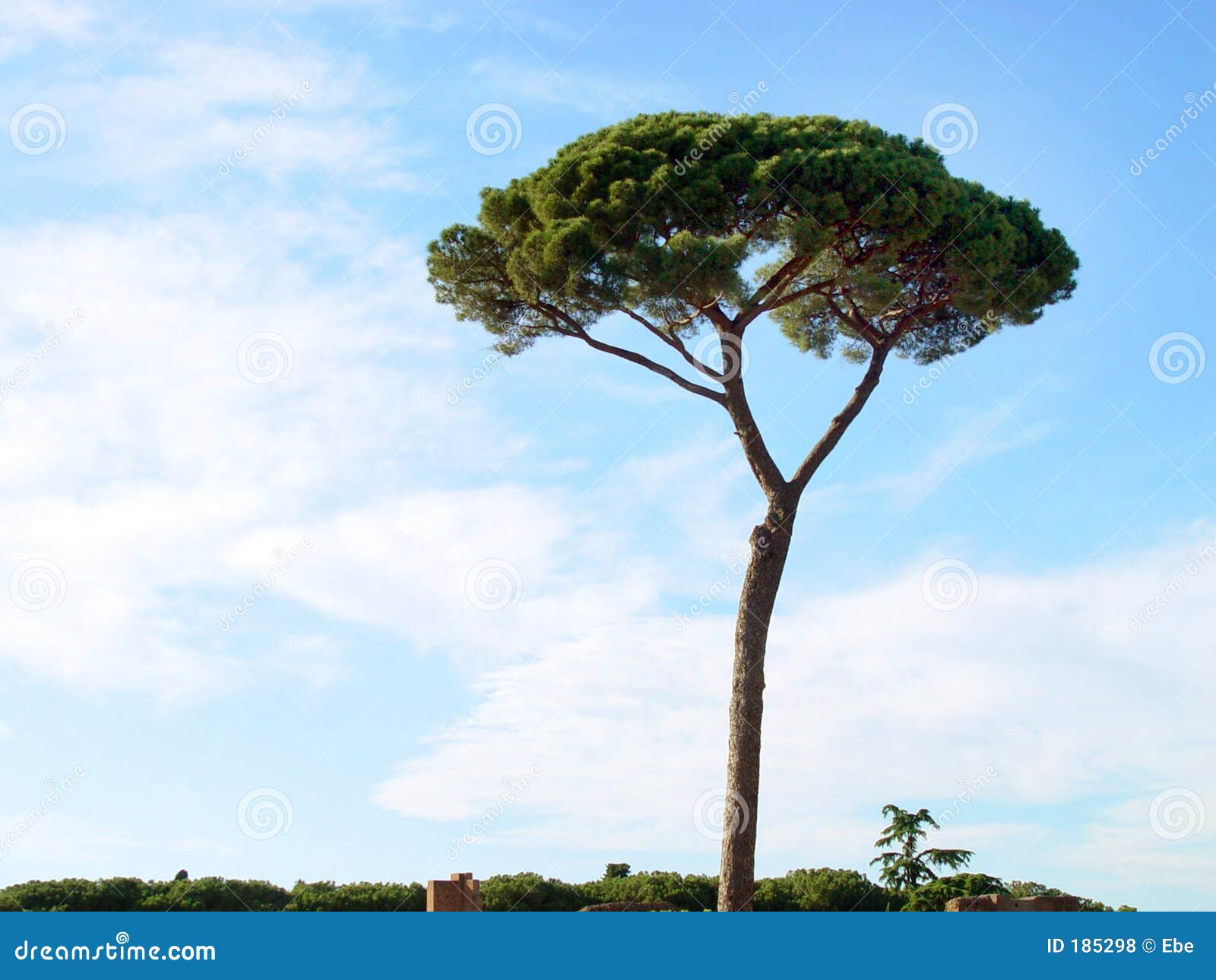 Arbre simple en Italie. photo stock. Image du arbres, italien 185298
