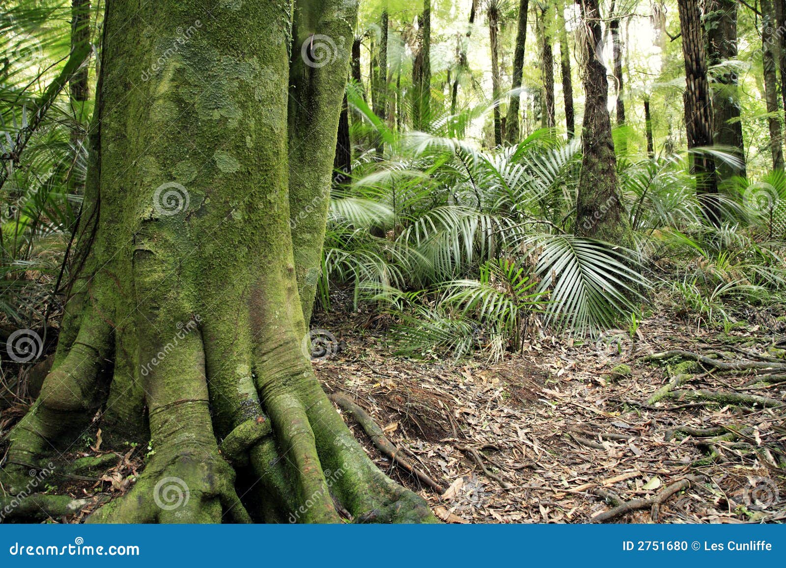 photo stock arbre tropical image