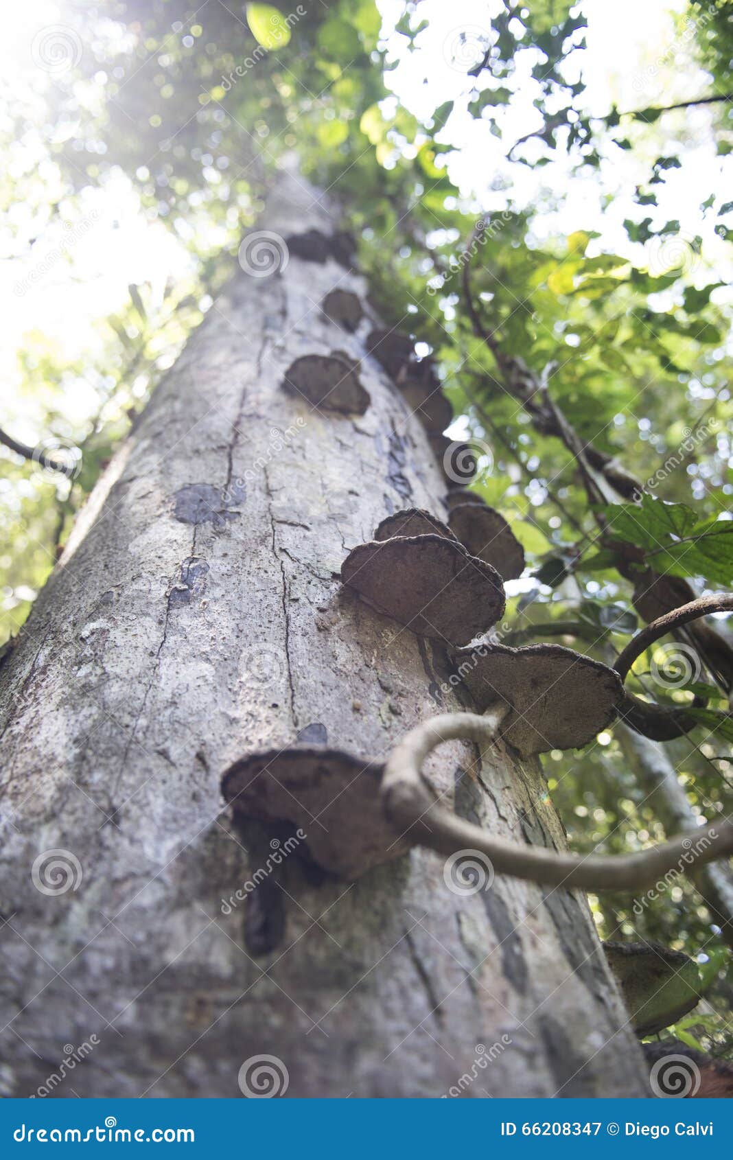 photo stock arbre tropical avec le champignon dans la jungle malaisie image