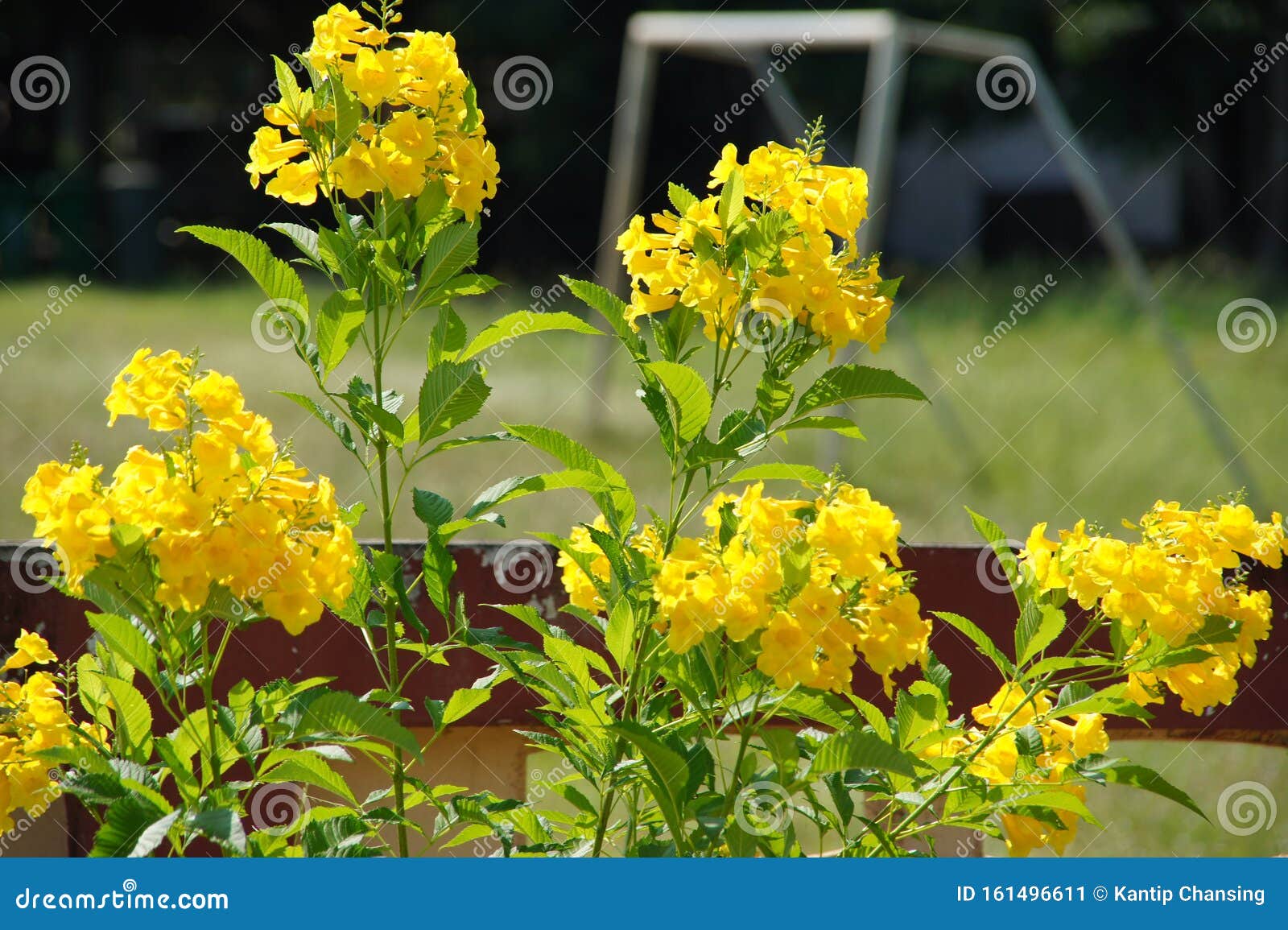 Arbre vert de nombreuses fleurs jaunes, très belles un petit arbre, une image d'arrière-plan