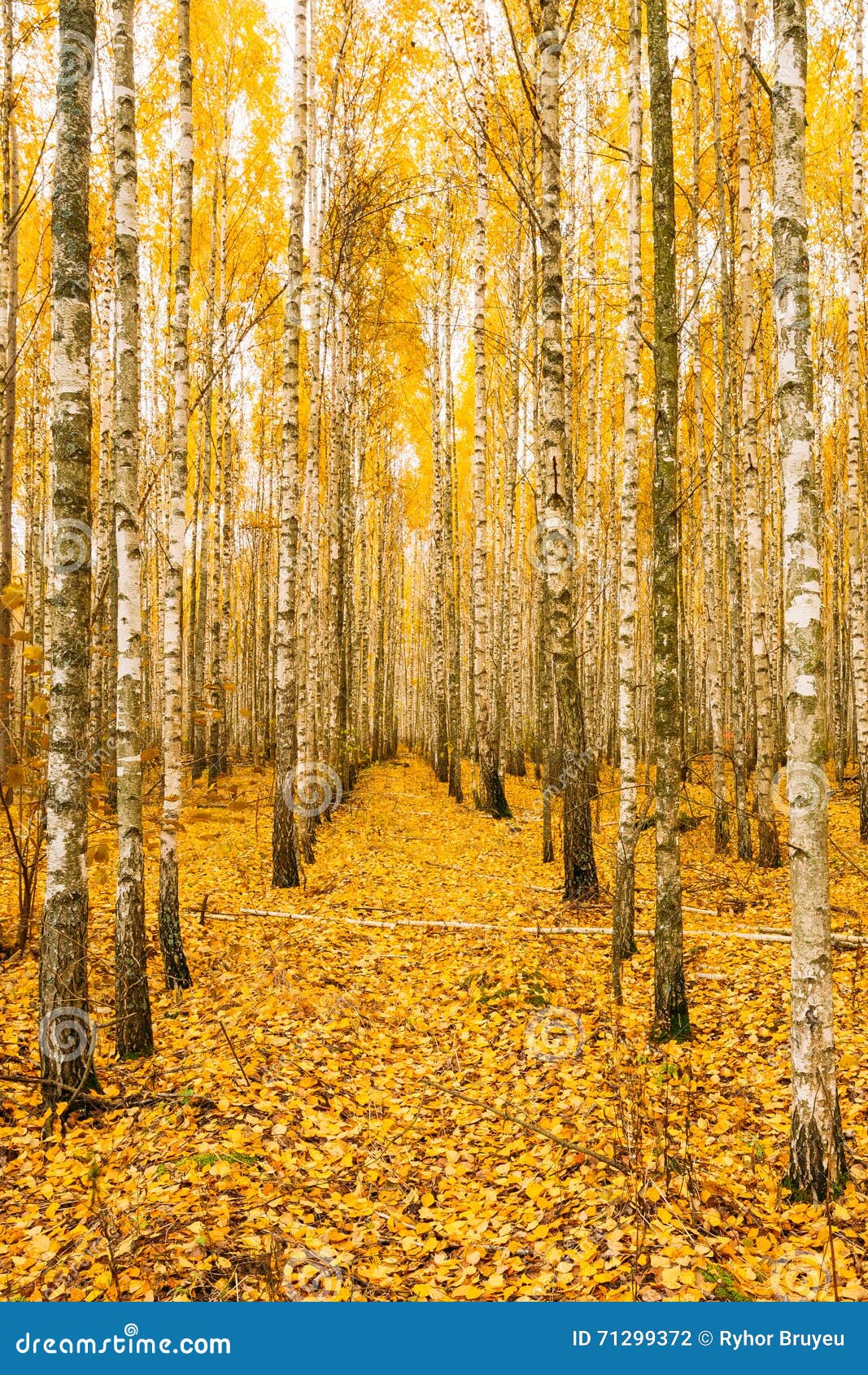  Arbres  De Bouleau En Autumn Woods Forest Yellow Foliage 