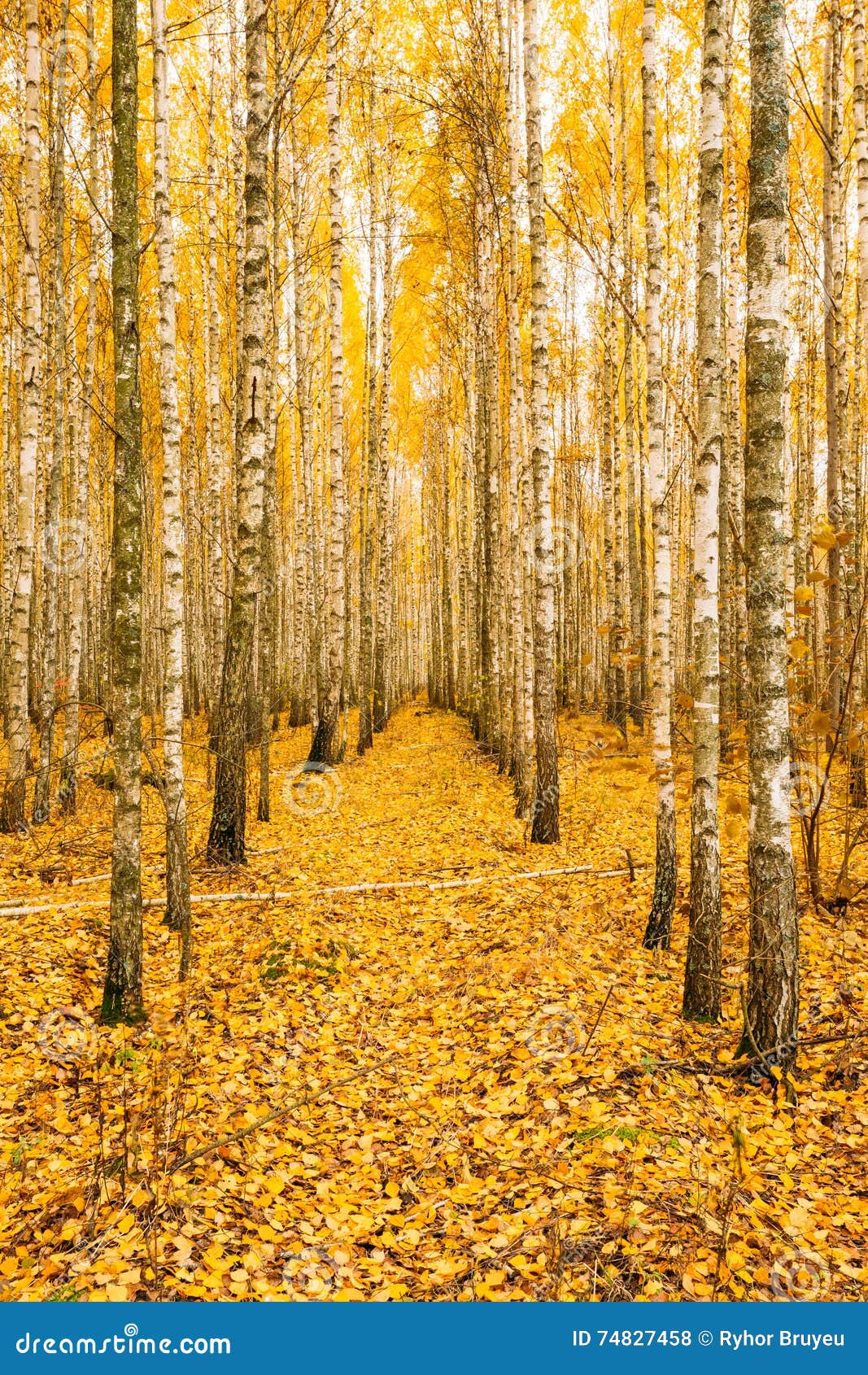  Arbres  De Bouleau En Autumn Woods Forest Yellow Foliage 