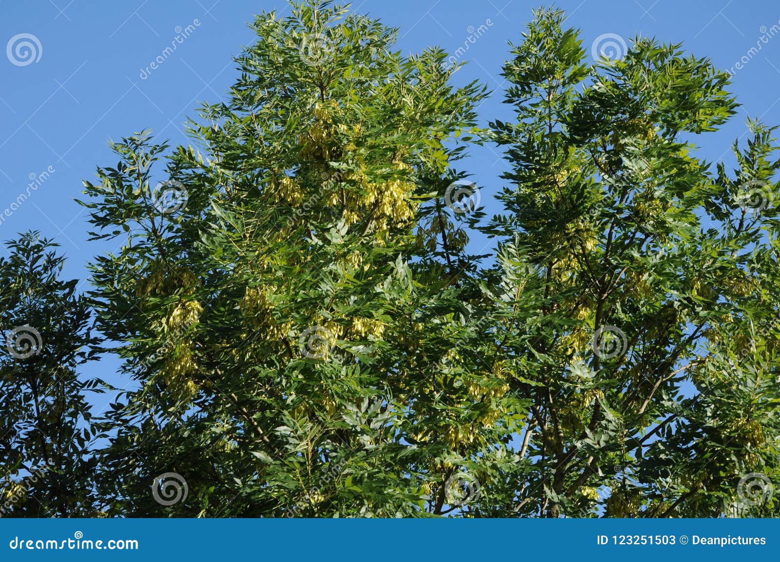 ARBRES ET USINES À COPENHAGUE. Copenhague/Danemark 07 Août 2018 _Tree et usines dans capial danois photo Francis Joseph Dean/Deanpictures