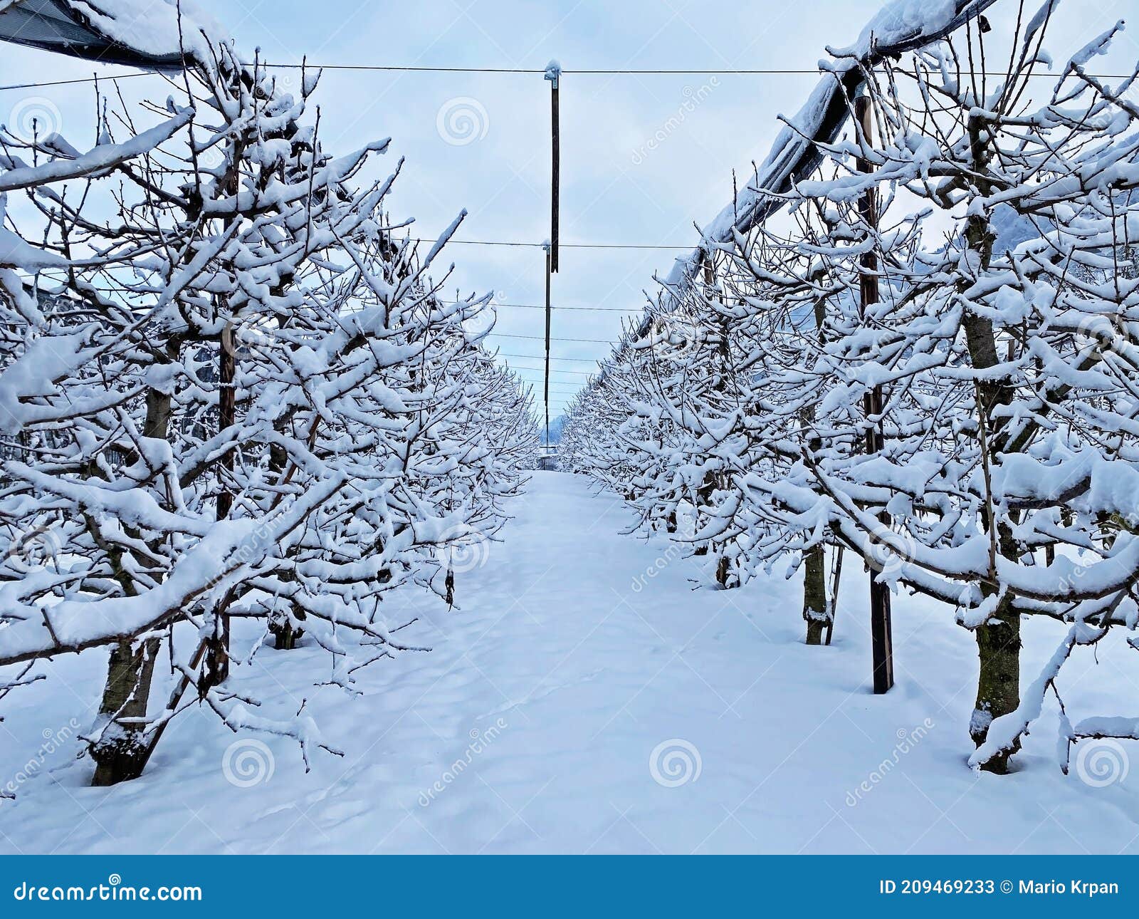 Arbres fruitiers en hiver