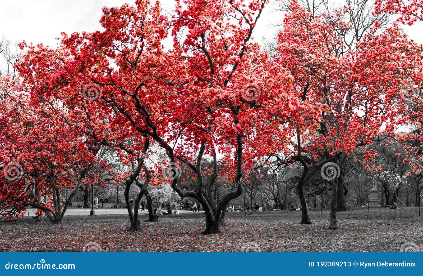 Arbres rouges dans une scène en noir et blanc surréaliste de paysages forestiers dans Central Park de New York