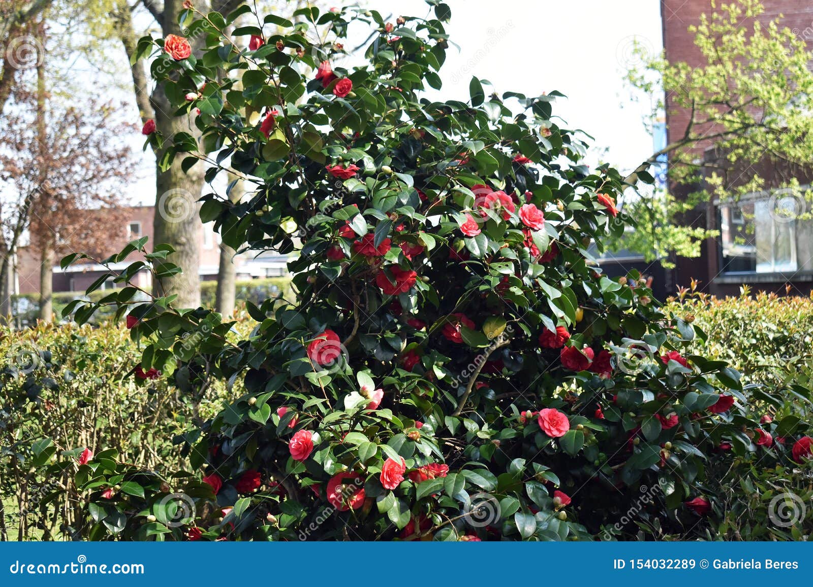 Arbuste De Camellia Japonica Dans Le Jardin Image stock - Image du asie,  fermer: 154032289