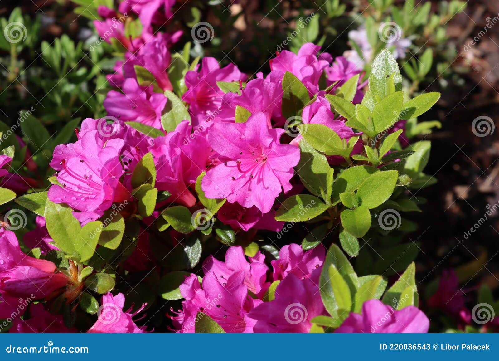 Arbusto Azalea Siempreverde Floración Rosa Violeta. Azalea Rododendron  Imagen de archivo - Imagen de flora, azalea: 220036543