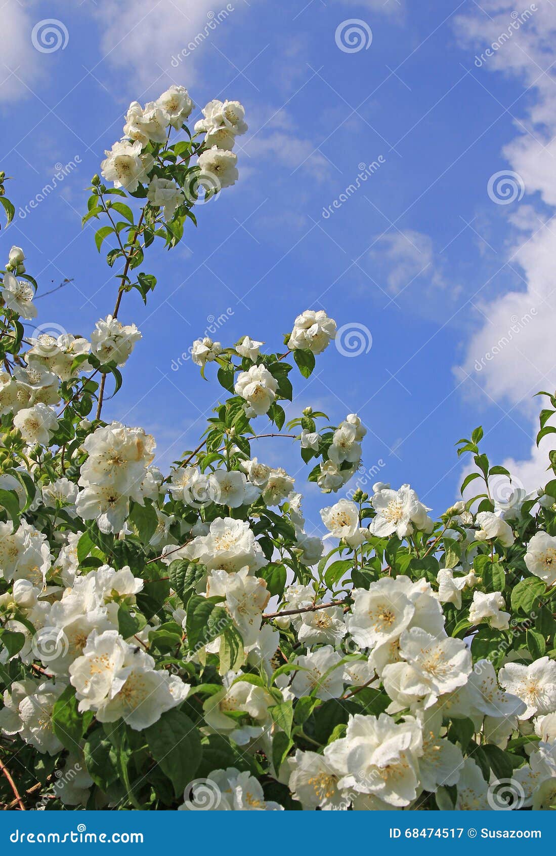 Arbusto Blanco Del Jazmín Y Cielo Azul Con Las Nubes En La Primavera Imagen  de archivo - Imagen de flora, brillante: 68474517