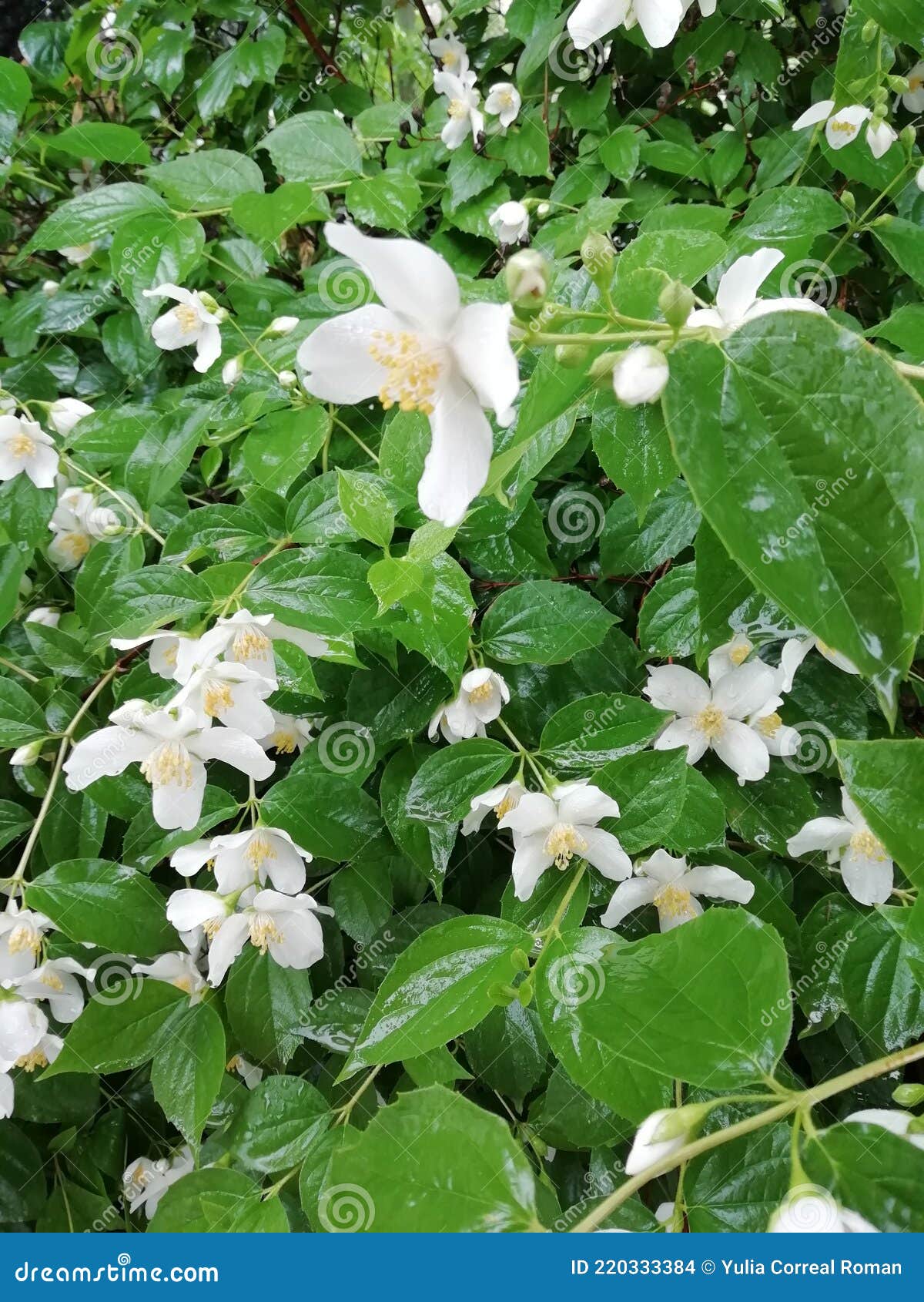 Arbusto Branco Fresco Do Jasmim No Jardim Da Chuva Foto de Stock - Imagem  de jasmim, erva: 220333384