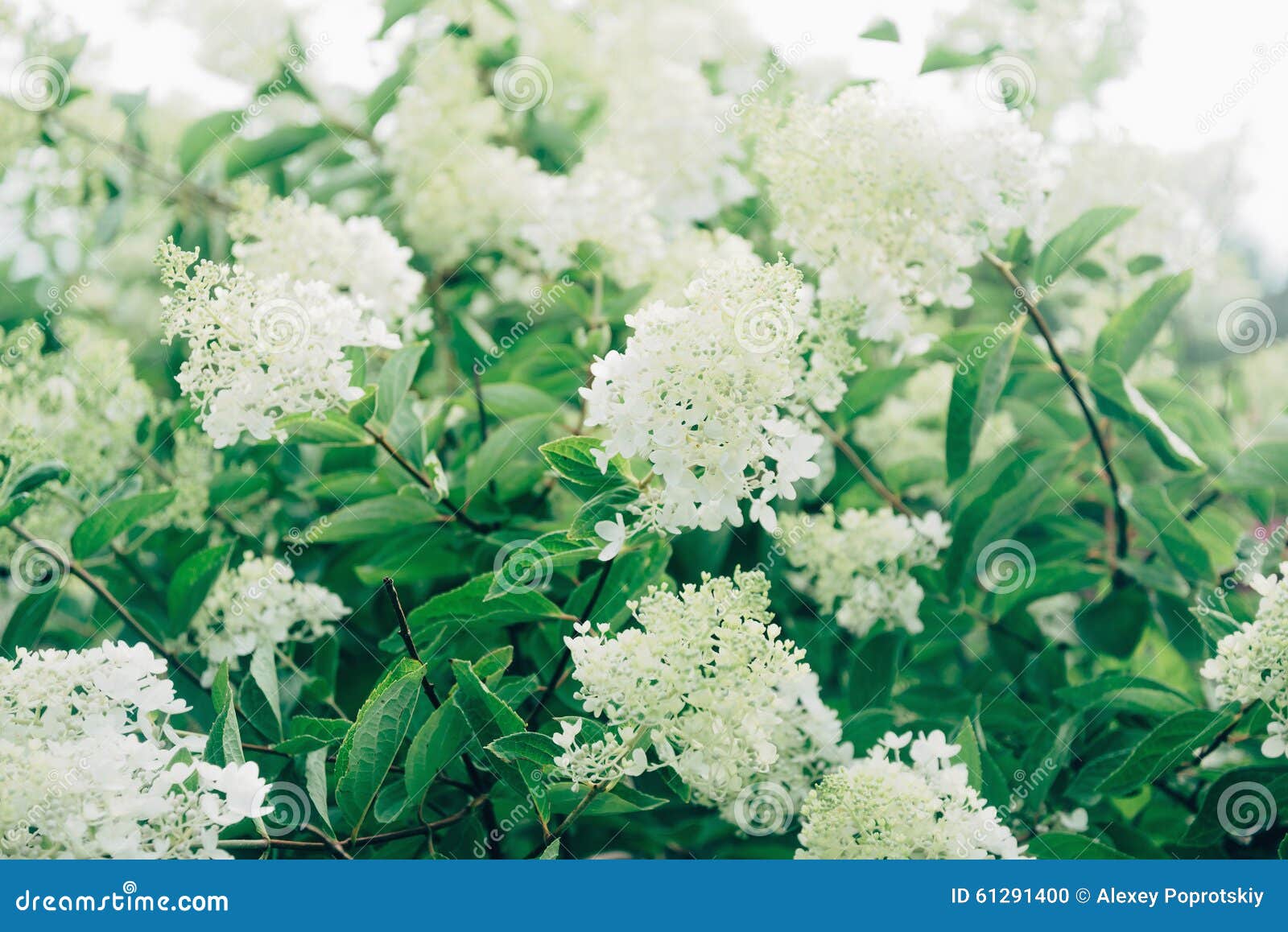 Arbusto Con I Fiori Bianchi Fotografia Stock - Immagine di bianco, herbal: 61291400