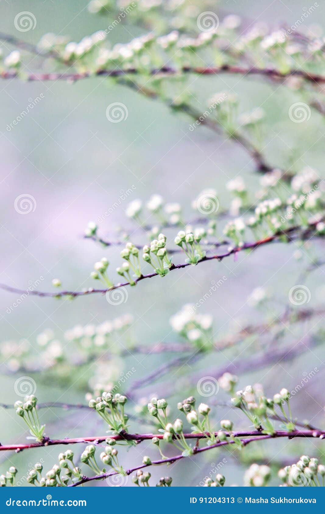 Arbusto Con I Fiori Bianchi Immagine Stock - Immagine di scuro, flora: 91204313