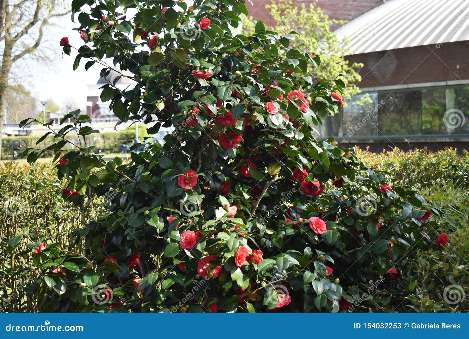 Arbusto De Camellia Japonica En El Jardín Imagen de archivo - Imagen de  familia, verde: 154032253