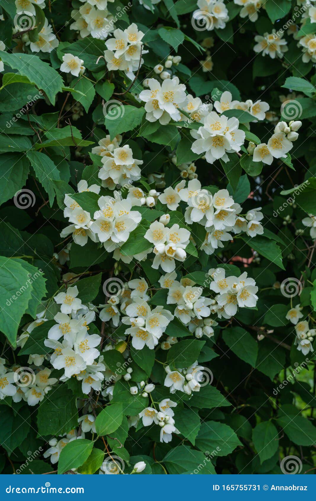 Arbusto De Jasmim Com Lindas Flores Brancas No Jardim Imagem de Stock -  Imagem de cheiro, flores: 165755731