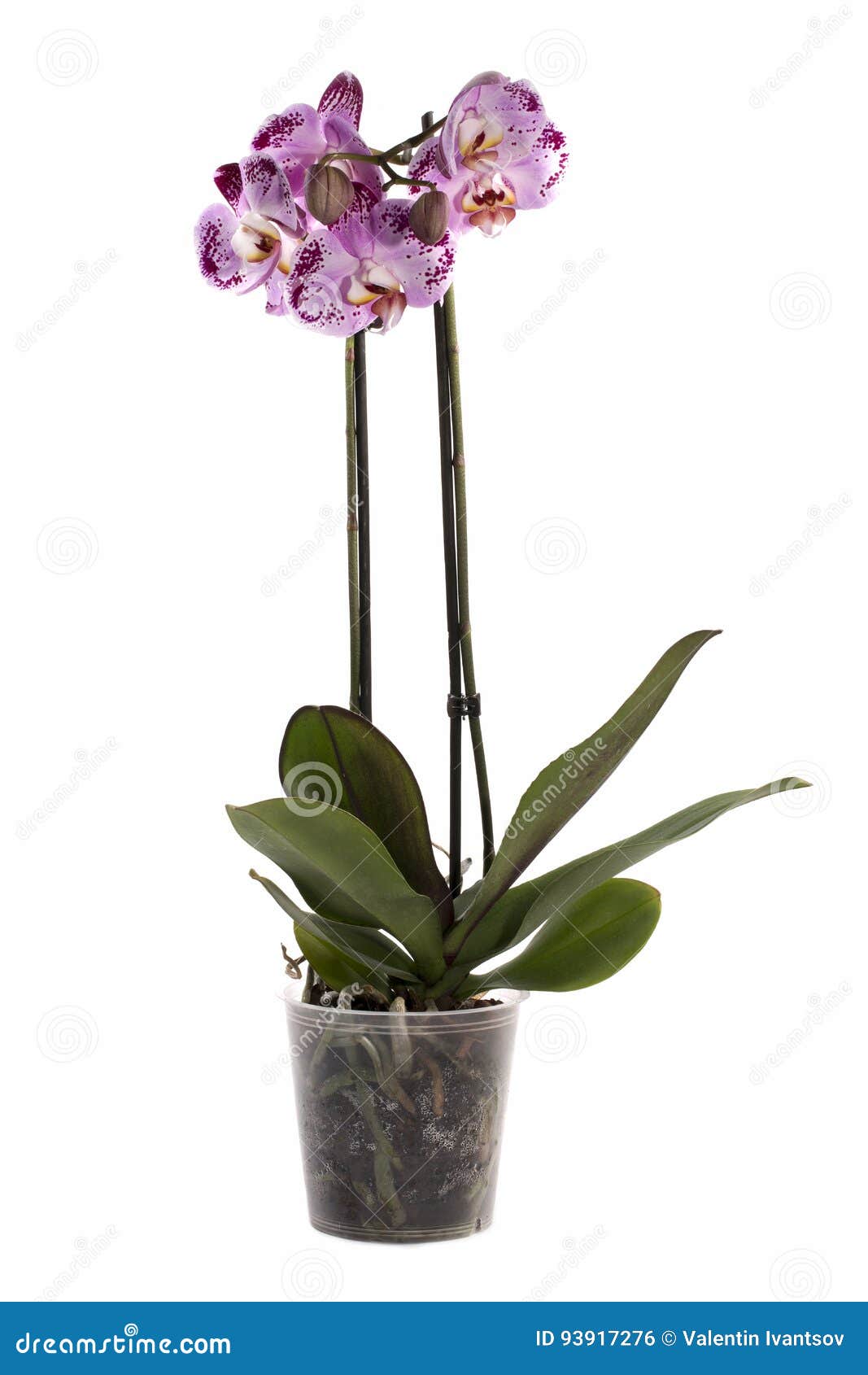 Arbusto De La Orquídea Del Phalaenopsis En Un Pote En Un Blanco Foto de  archivo - Imagen de flor, forma: 93917276