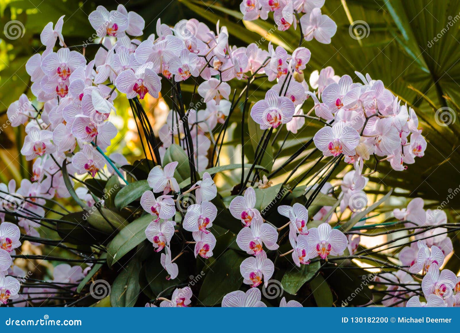 Arbusto De La Orquídea En La Floración En El Invernadero Tropical Foto de  archivo - Imagen de turismo, amarillo: 130182200