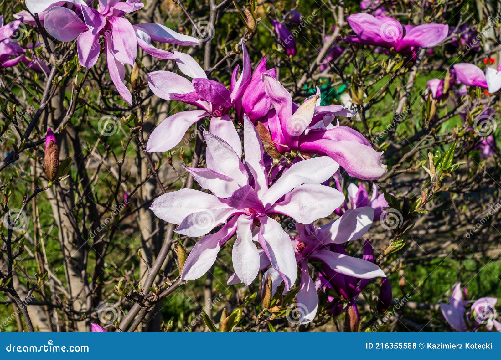 Arbusto De Magnolia Con Flores De Color Blanco Floreciente En El Sol De  Primavera Foto de archivo - Imagen de flores, paisaje: 216355588