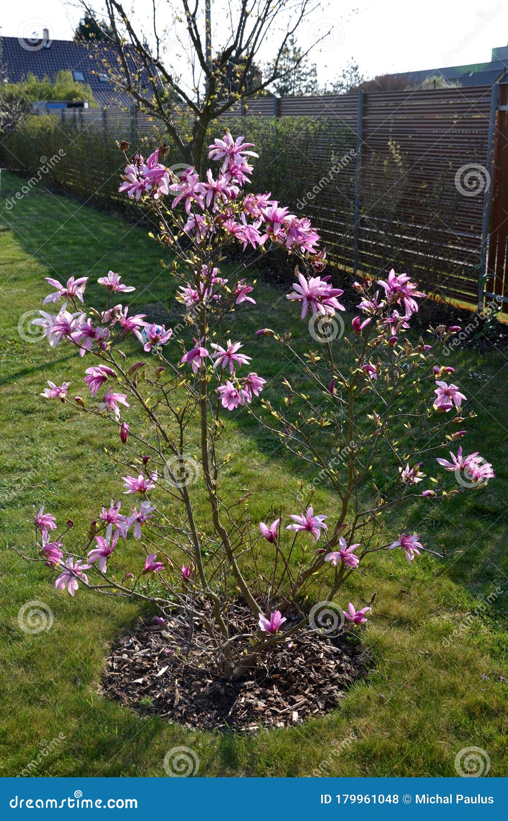 Arbusto De Magnolia Susan Floreciendo Violeta Rosa En Abril Arbusto  Solitario Usado En Jardines Y Parques Loebneri Foto de archivo - Imagen de  blanco, rosa: 179961048
