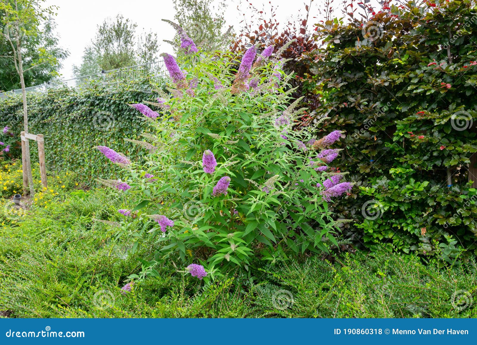 Arbusto De Mariposa Con Flores Moradas O Lilo De Verano Foto de archivo -  Imagen de belleza, flor: 190860318