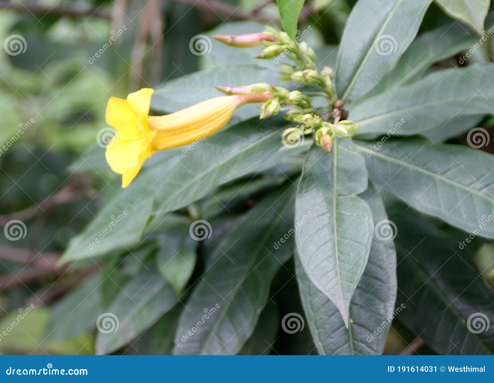 Arbusto De Arbusto De Ornamenta Arbusto De Bush Allamanda Allamanda  Schottii Imagen de archivo - Imagen de ramificaciones, extremidades:  191614031