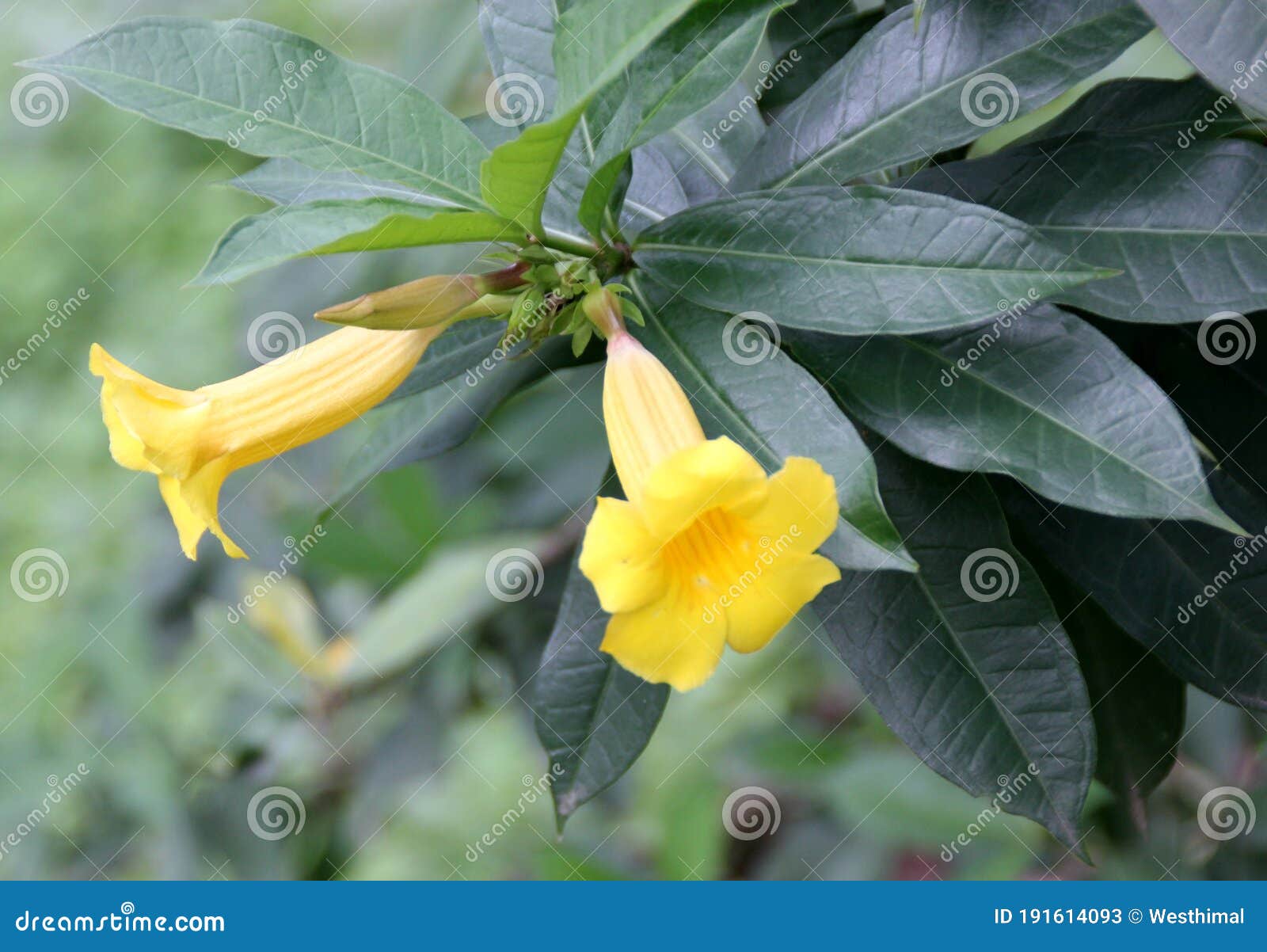 Arbusto De Arbusto De Ornamenta Arbusto De Bush Allamanda Allamanda  Schottii Imagen de archivo - Imagen de hojas, grande: 191614093