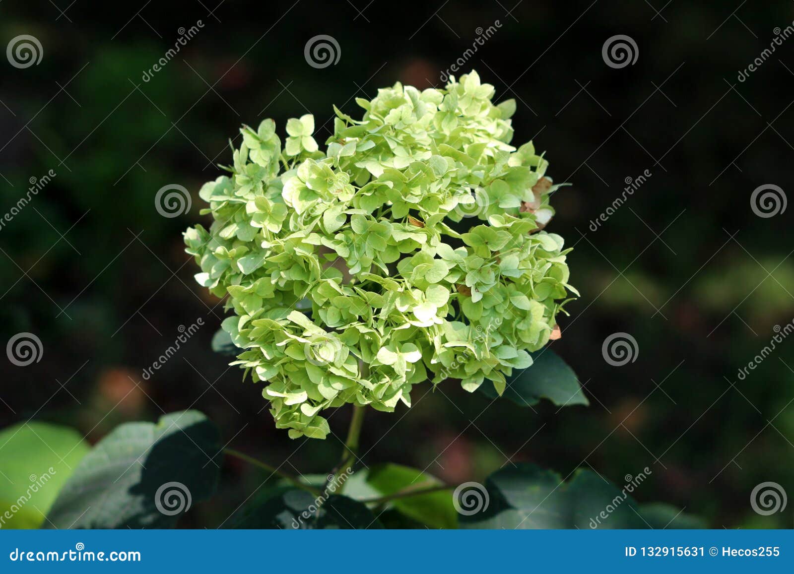 Arbusto Del Jardín De La Hortensia O Del Hortensia Con El Manojo De Calma Que Forma Las Flores Verdes Claras Rodeadas Con Las Hoj Imagen de archivo - Imagen de hojas, verde: Arbusto Del Jardín De La Hortensia O Del Hortensia Con El Manojo De Calma Que Forma Las Flores Verdes Claras Rodeadas Con Las Hoj Imagen de archivo - Imagen de hojas, verde: