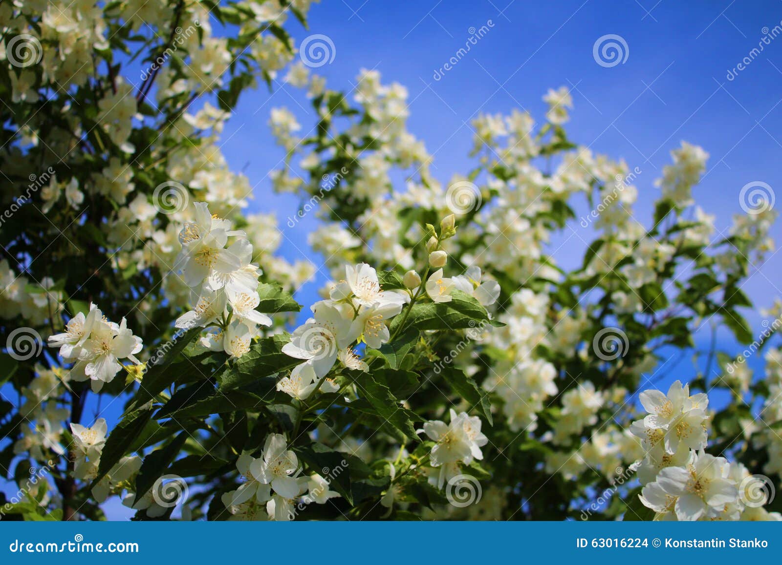 Arbusto Del Jazmín Y Cielo Azul Asombroso Foto de archivo - Imagen de  néctar, verde: 63016224