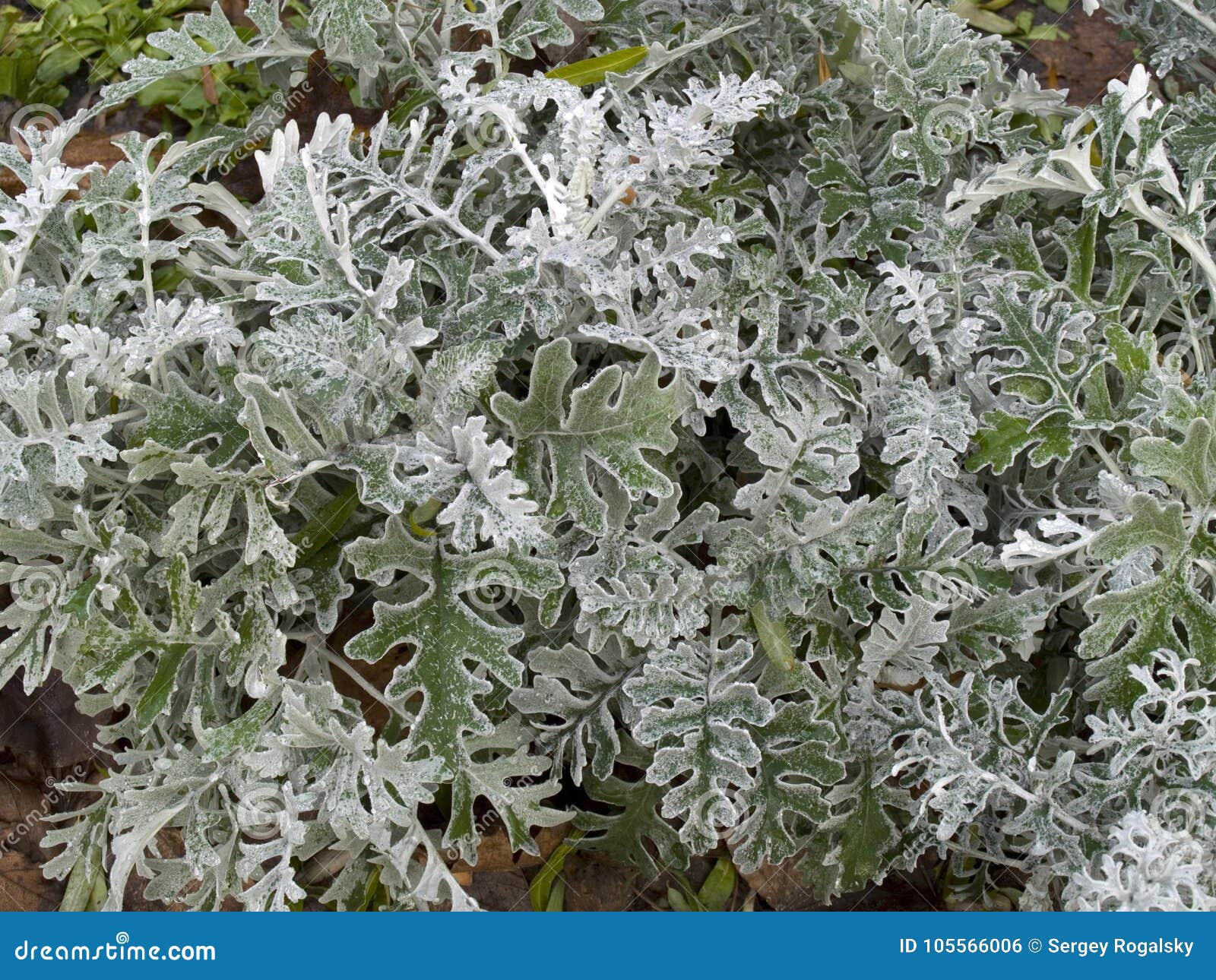 Arbusto del ` del polvo de la plata del ` del cineraria del Senecio en último otoño