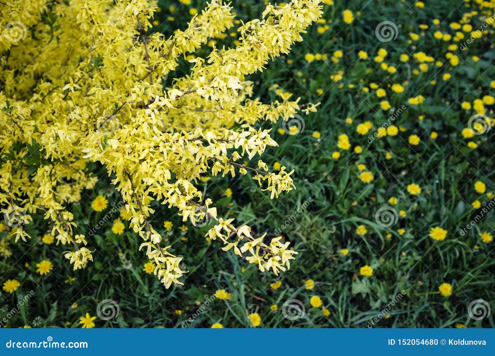 Arbusto Di Forsythia Che Fiorisce Con I Bei Fiori Gialli ...