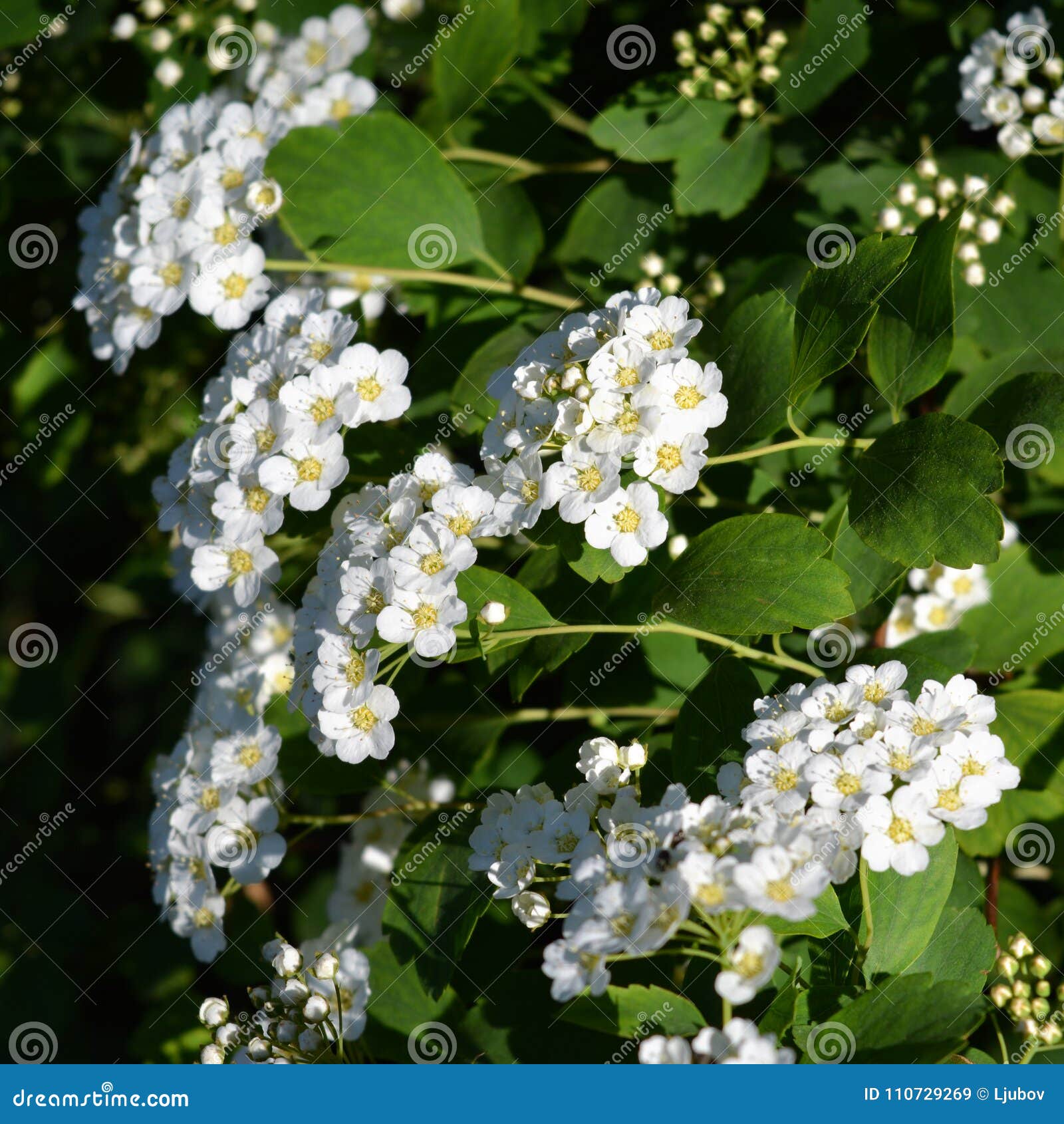Arbusto floreciente del spirea Pequeñas flores blancas