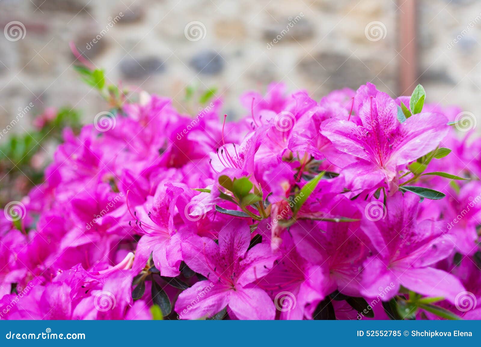 Arbusto Grande De Una Azalea Violeta Imagen de archivo - Imagen de hojas,  rosa: 52552785