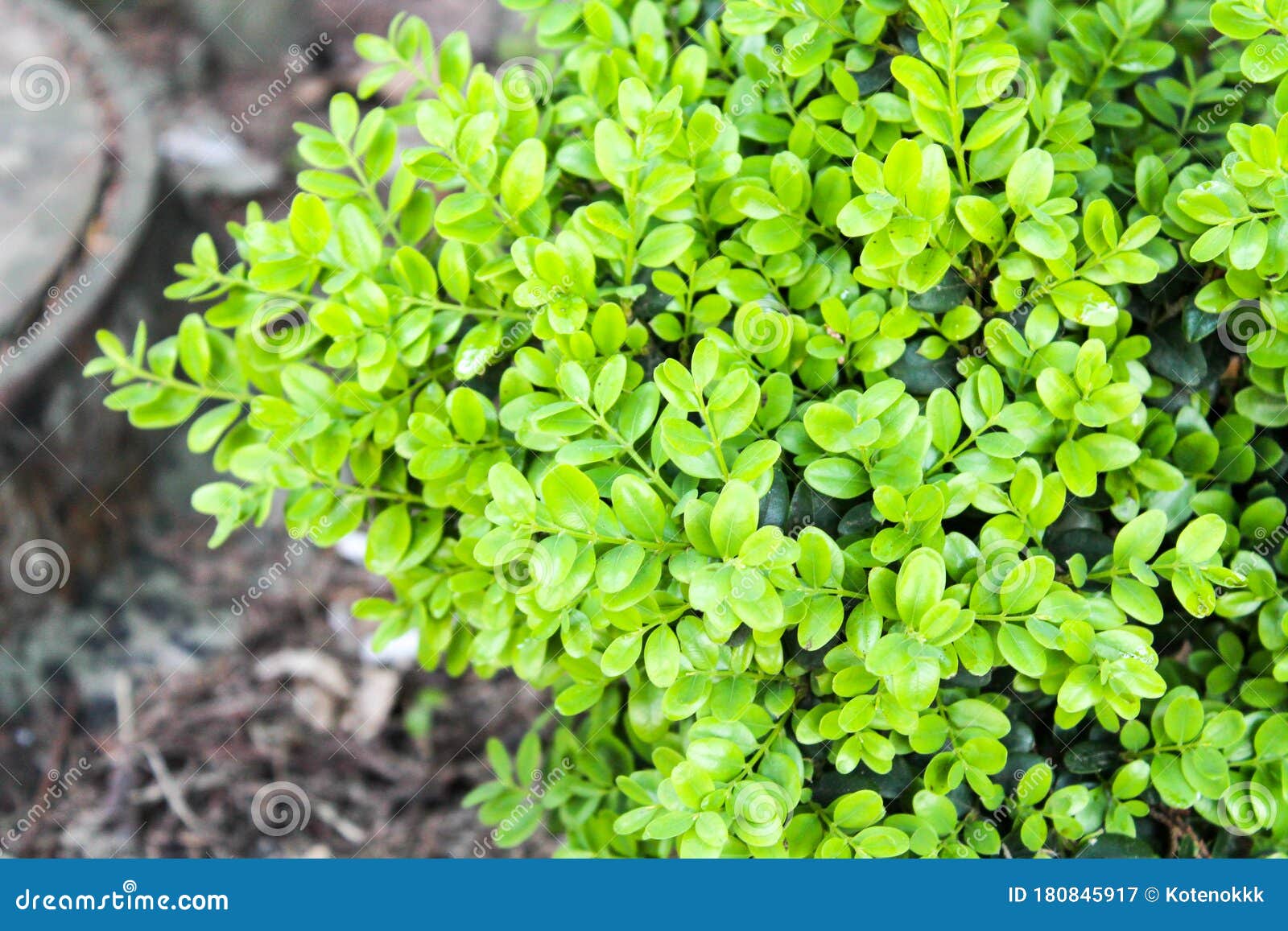 Arbusto Ornamental Con Hojas Verdes Redondeadas En Jardín De Primavera