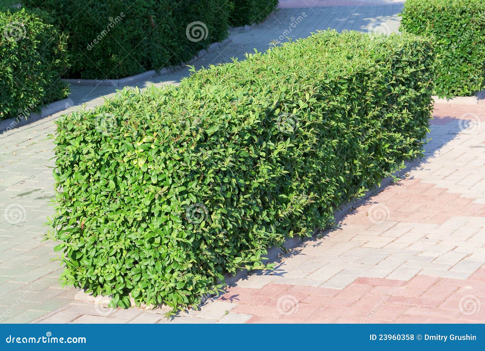 Arbusto ornamentale fotografia stock. Immagine di ramoscelli 23960358