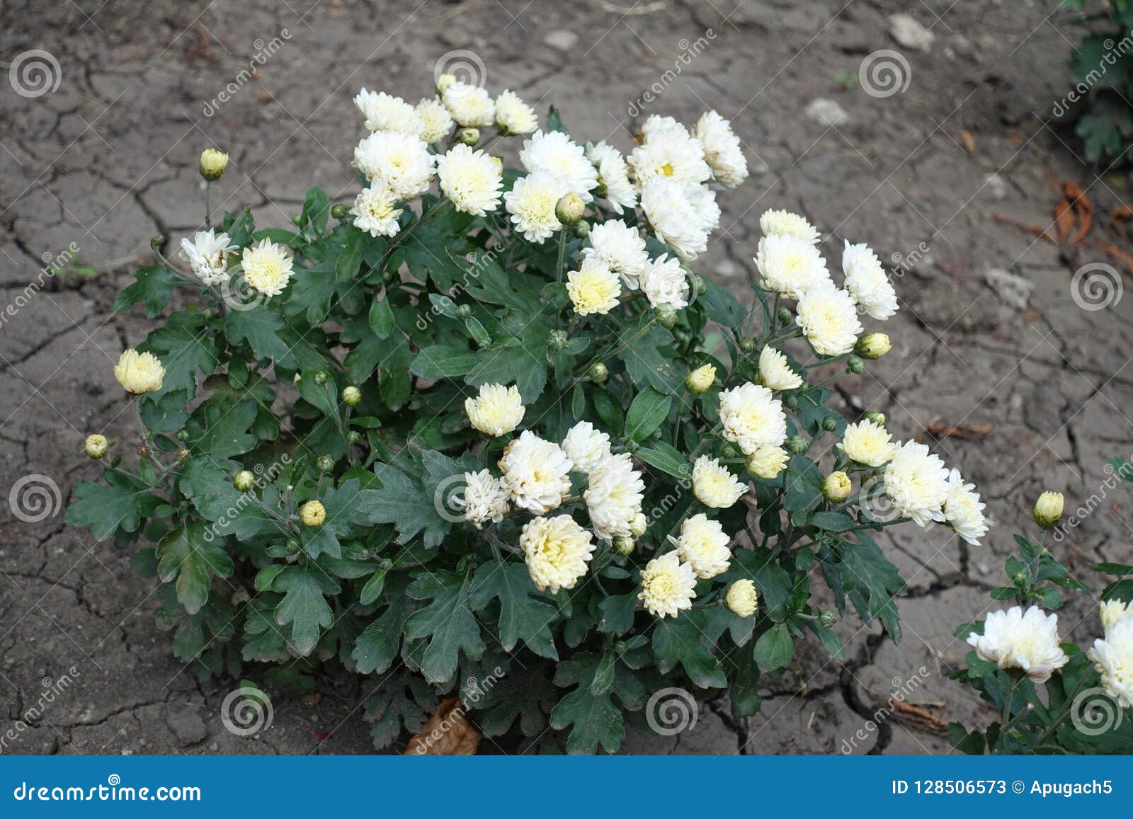 Arbusto Pequeno Do Crisântemo Branco Na Flor Imagem de Stock - Imagem de  nave, verde: 128506573