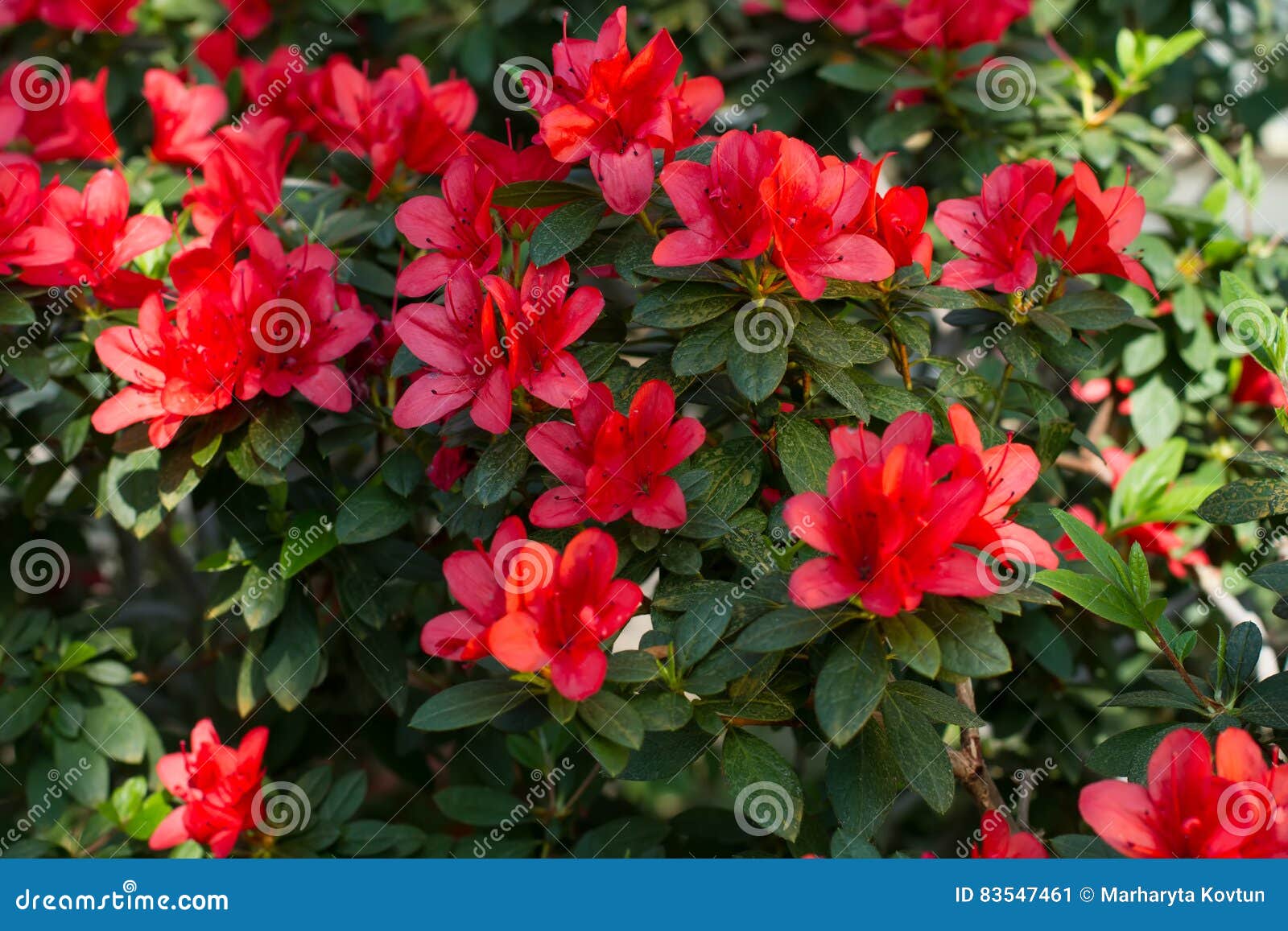 Arbusto Rojo Grande De La Azalea En El Jardín Imagen de archivo - Imagen de  fragilidad, elegancia: 83547461