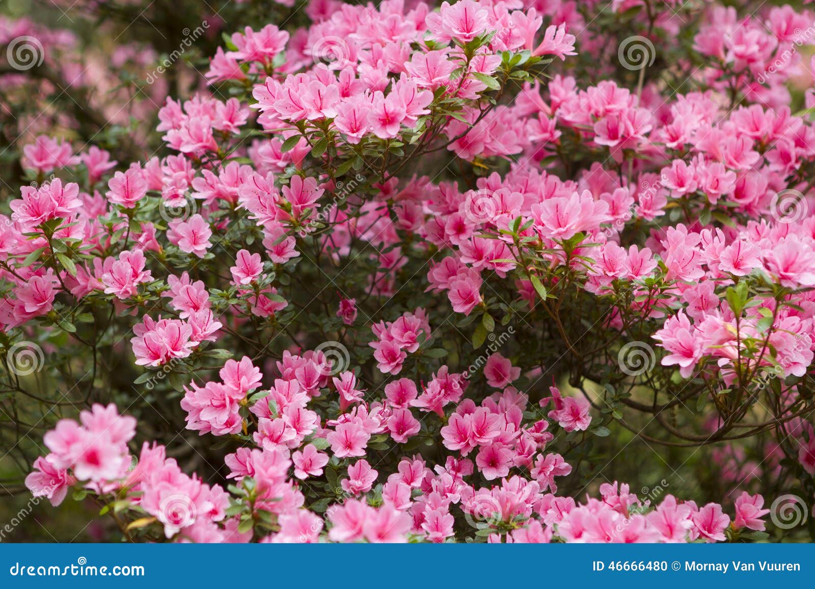 Arbusto Rosado De La Azalea Foto de archivo - Imagen de planta, flor:  46666480