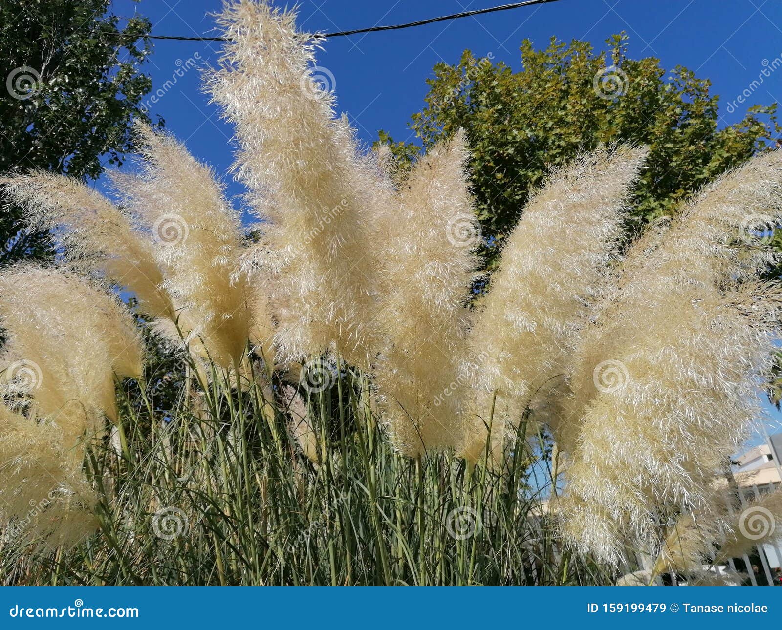 pampas grass in isla cristina huelva park, andalucia, spain.