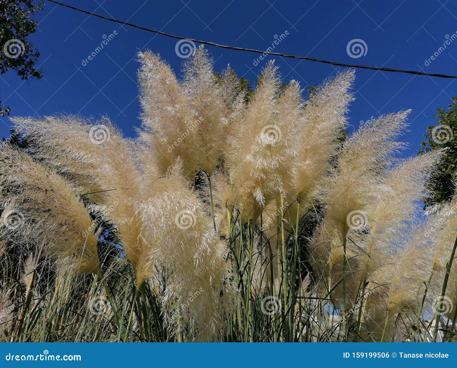 pampas grass in isla cristina huelva park, andalucia, spain.