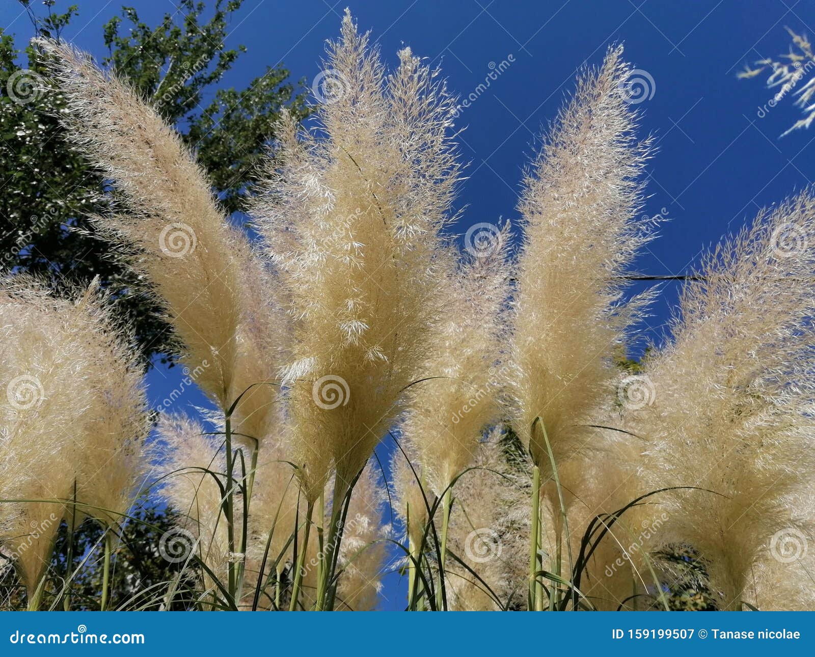 pampas grass in isla cristina huelva park, andalucia, spain.