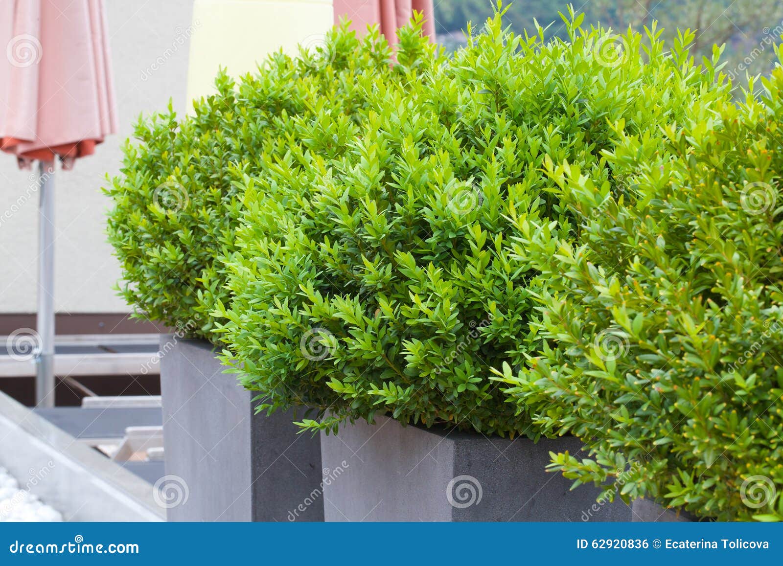 Saga Articulación Milímetro Arbustos Decorativos Verdes Foto de archivo - Imagen de cubierta, paraguas:  62920836