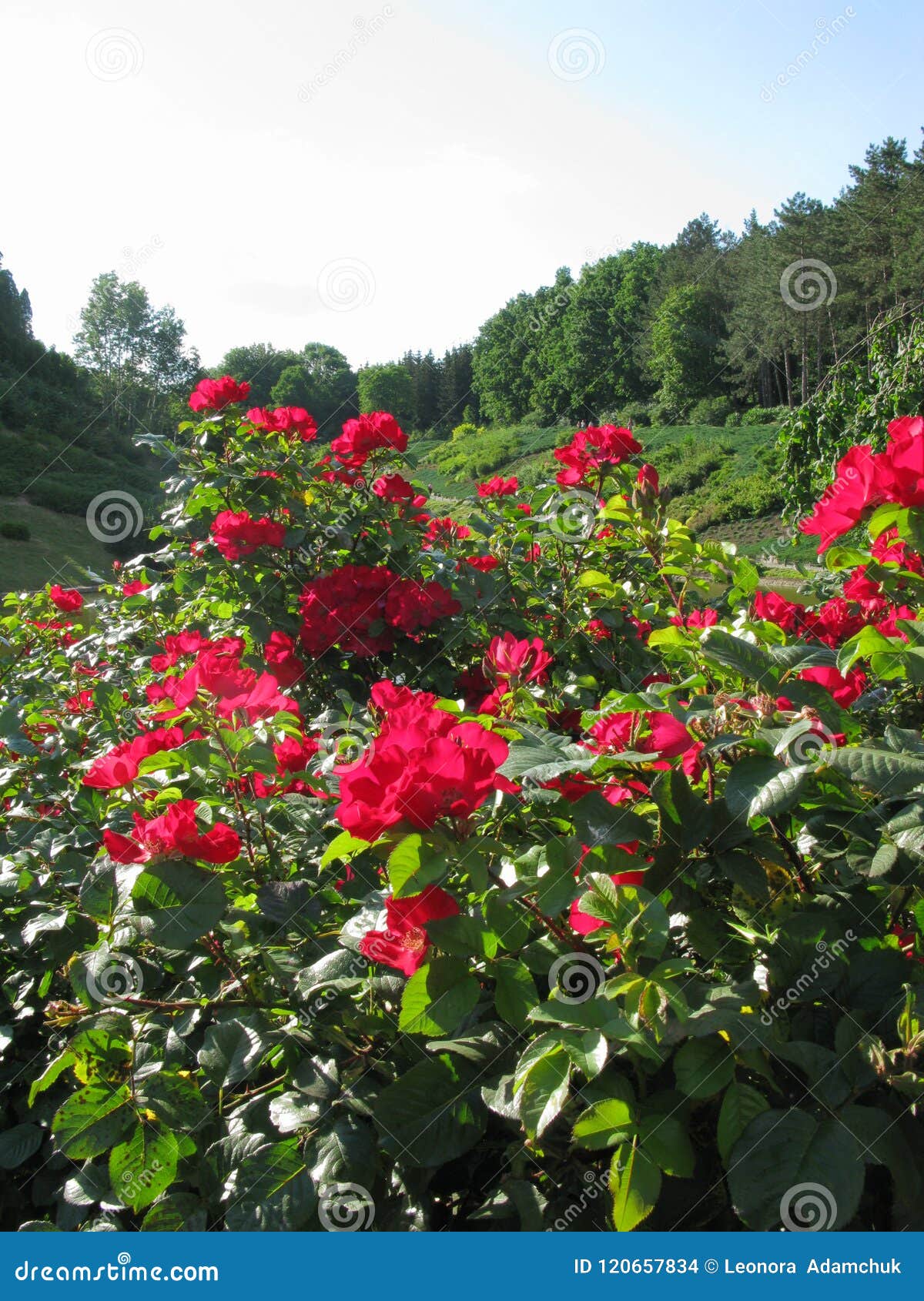 Arbustos Grandes De Las Flores Hermosas De Las Rosas Rojas Que Adornarán Cualquier Ramo Foto de archivo - Imagen de cultivado, elegancia: 120657834 Arbustos Grandes De Las Flores Hermosas De Las Rosas Rojas Que Adornarán Cualquier Ramo Foto de archivo - Imagen de cultivado, elegancia: 120657834