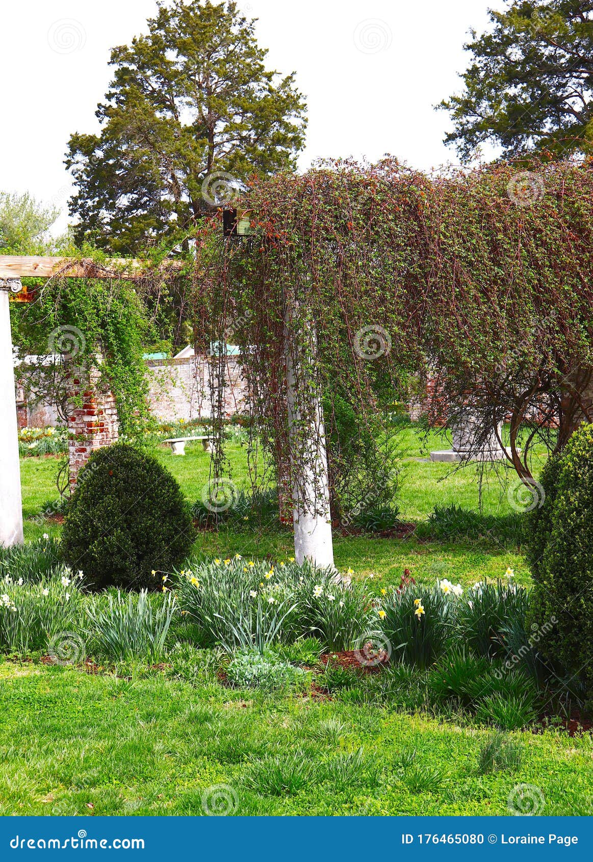 comodidad Asociación localizar Arbustos Y Vegetación Colgante Sobre El Jardín De Daffodil Y El Césped  Brillante Foto de archivo - Imagen de cubo, encantador: 176465080