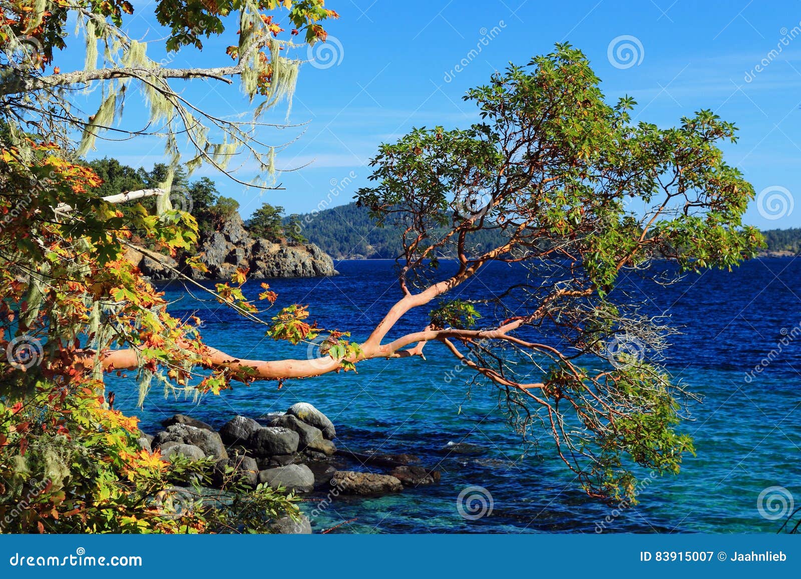 ArbutusBaum an OstSookePark, Vancouver Island Stockbild Bild von flechten, amerika 83915007