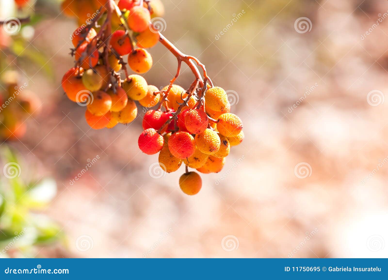 Arbutus unedo stock image. Image of ericaceae, strawberry 11750695