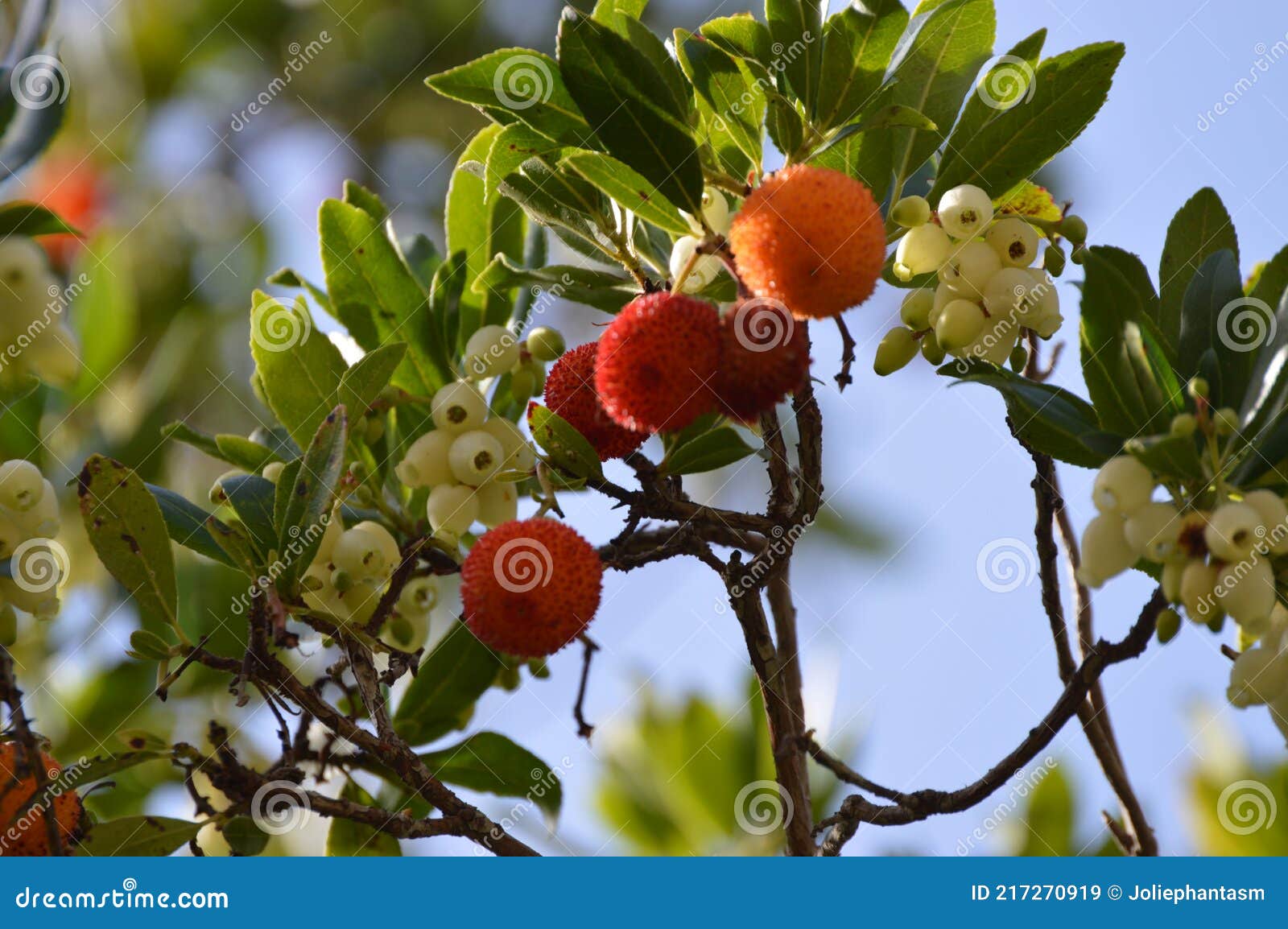 Arbutus Unedo or Strawberry Tree Flower Bells and Fruits Stock ...