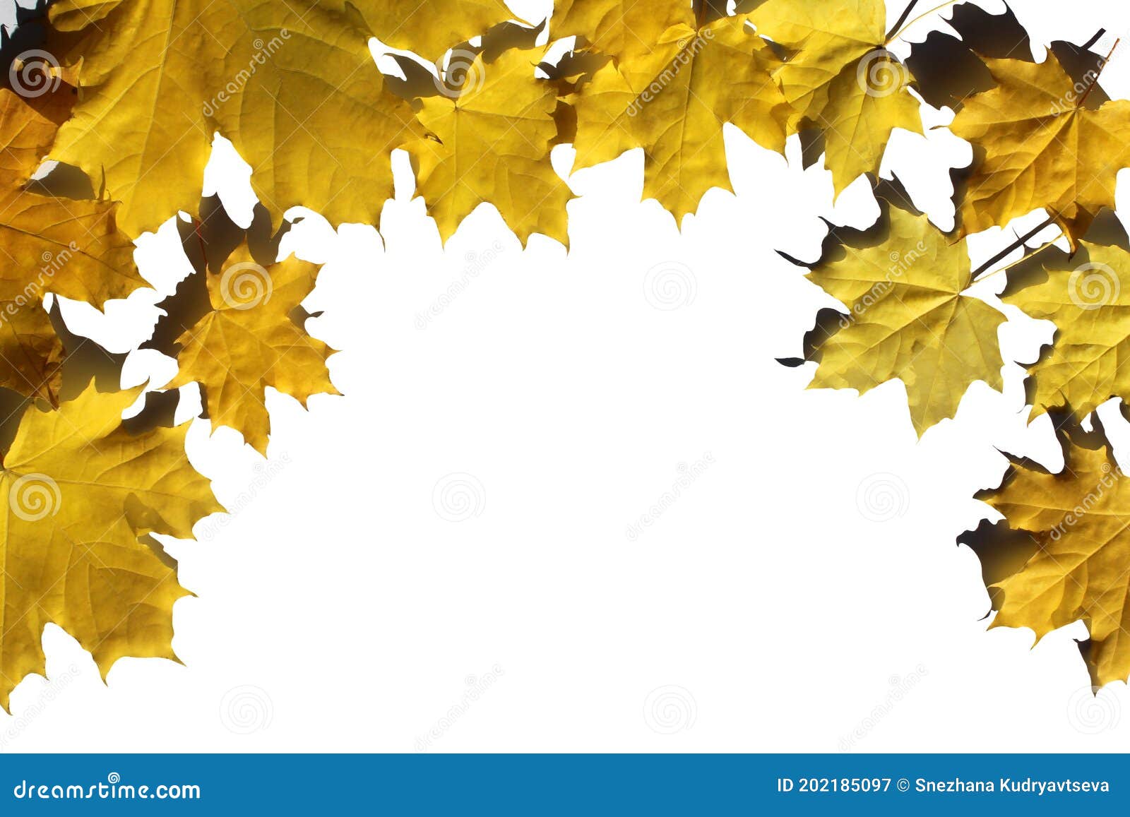 yellow maple leaves lie in the form of a frame on a white background